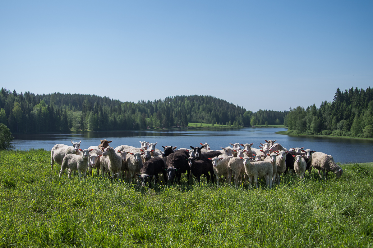 A herd of sheep infront of a lake