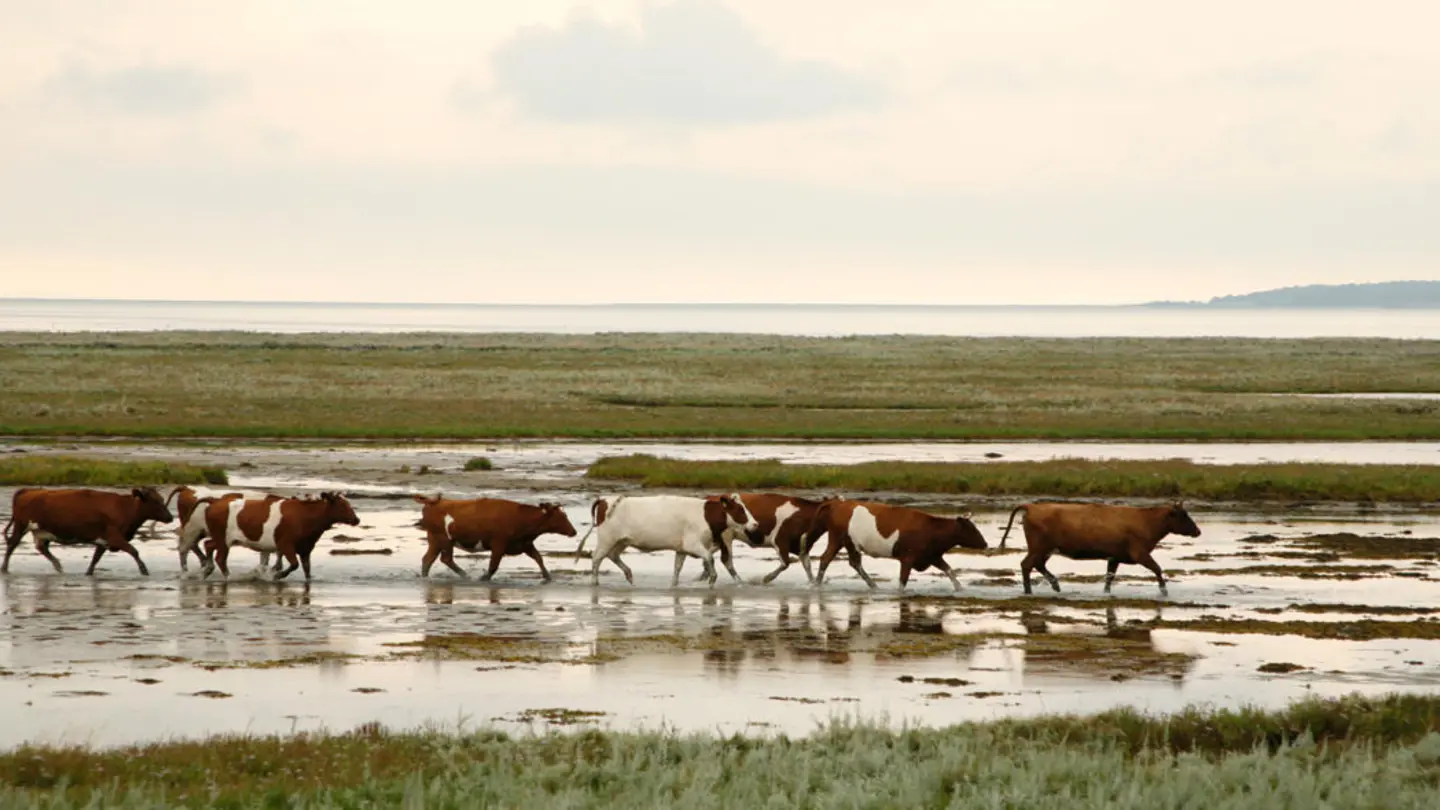 A herd of red cows walking at a field nearby the sea.