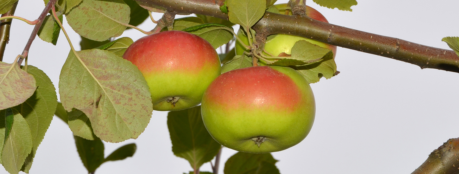 Red and green apples on a tree branch 