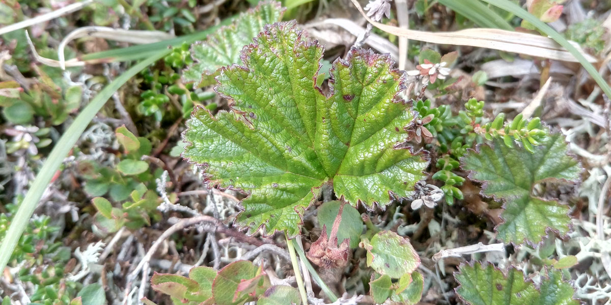 A small plant growing on the ground. 