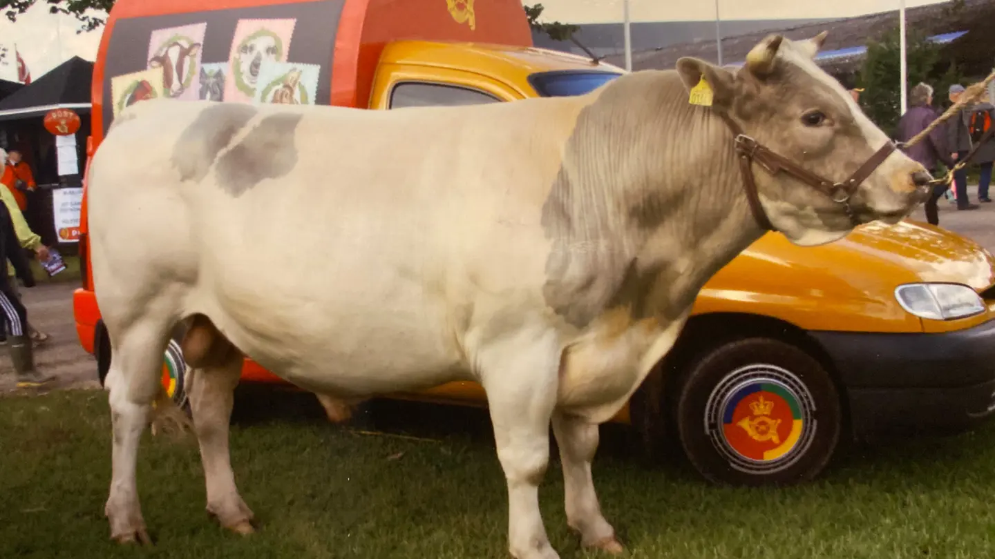 Grey bull infront of a car.