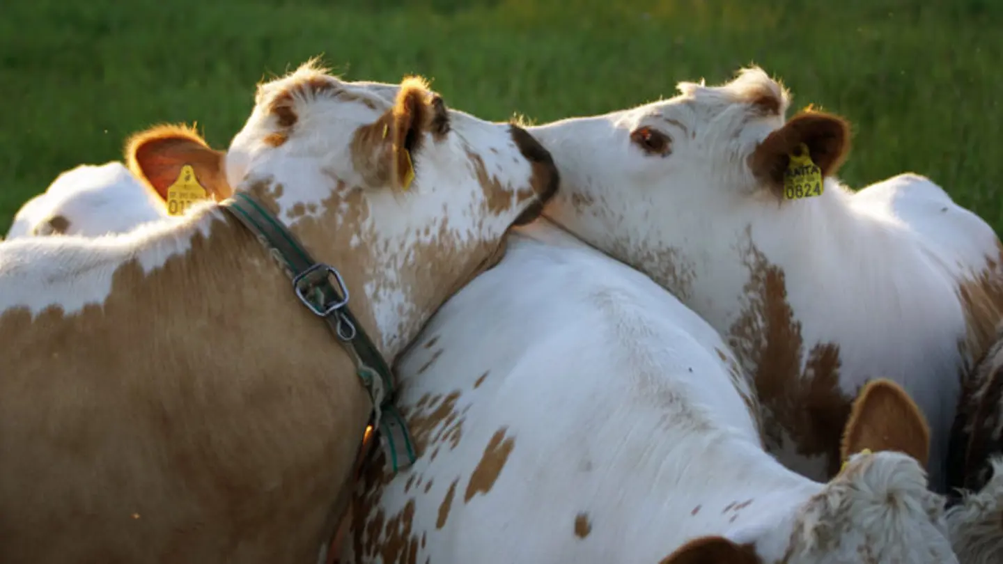 Cows kissing.