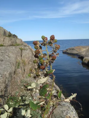 A bush with berries growing by the sea. 