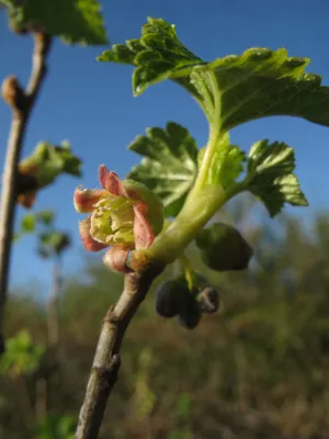 Flower on a bransch. 