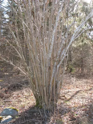 Bush with several long tree stems.