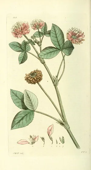 An illustration of a plant. 