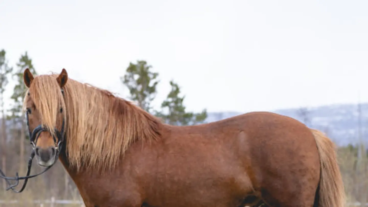 Photo of a horse.