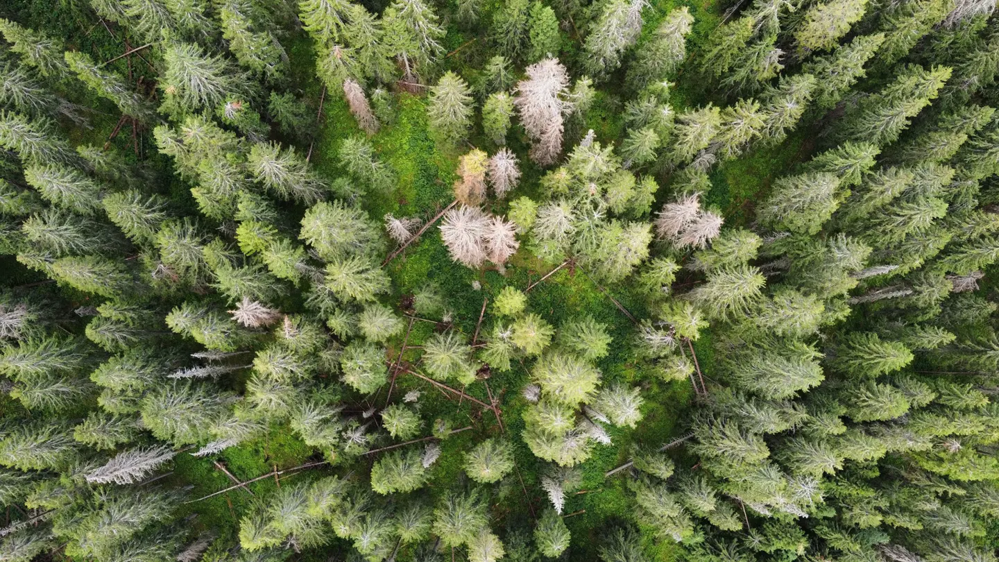 Spruce forest seen from above, several trees in the forest are dead.