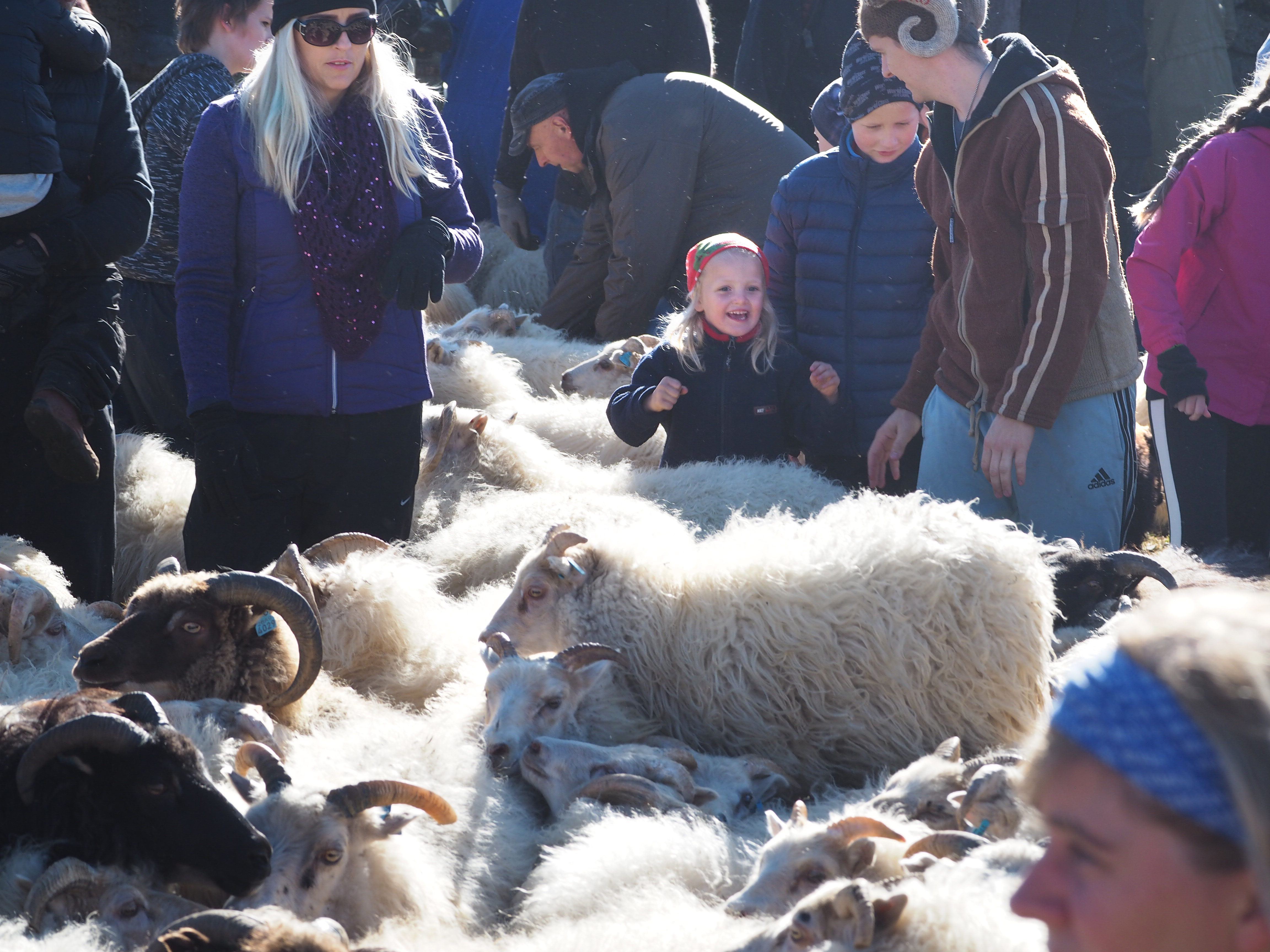 A herd of sheep and a happy little girl. 